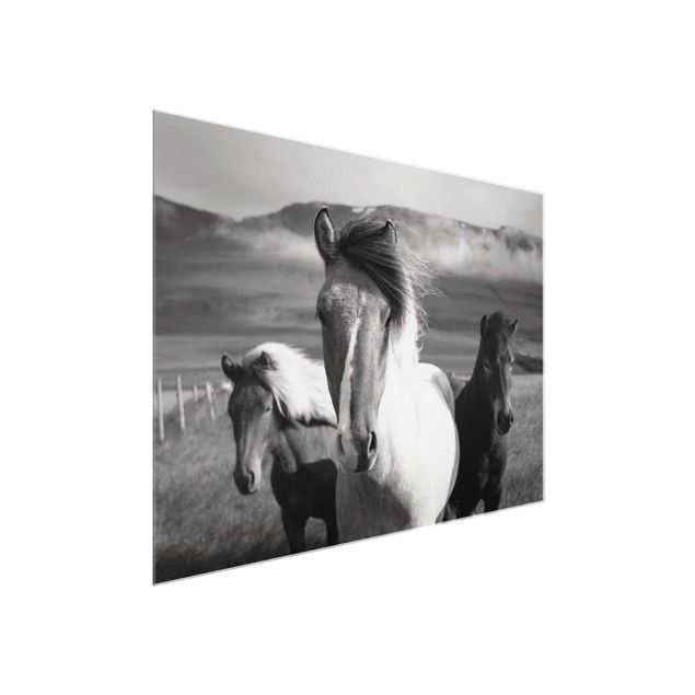 Quadri in vetro con animali Cavalli selvaggi in bianco e nero