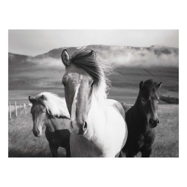 Quadri stampe Cavalli selvaggi in bianco e nero