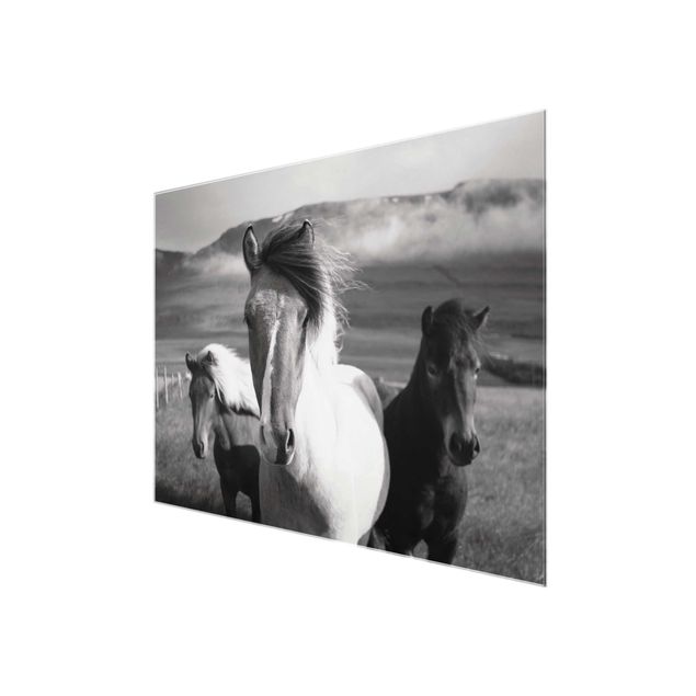 Glas Magnetboard Cavalli selvaggi in bianco e nero