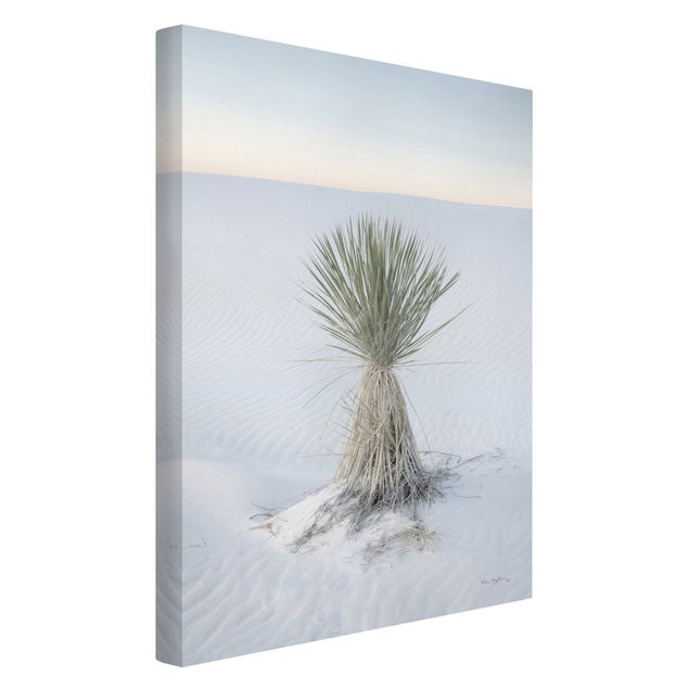 Quadri moderni   Palma Yucca nella sabbia bianca
