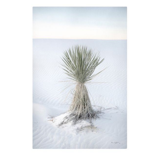 Quadri natura Palma Yucca nella sabbia bianca