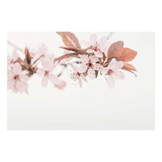 Quadri Monika Strigel Delicati fiori di ciliegio su un ramoscello