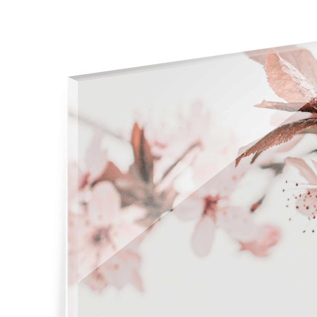 Magnettafel Glas Delicati fiori di ciliegio su un ramoscello