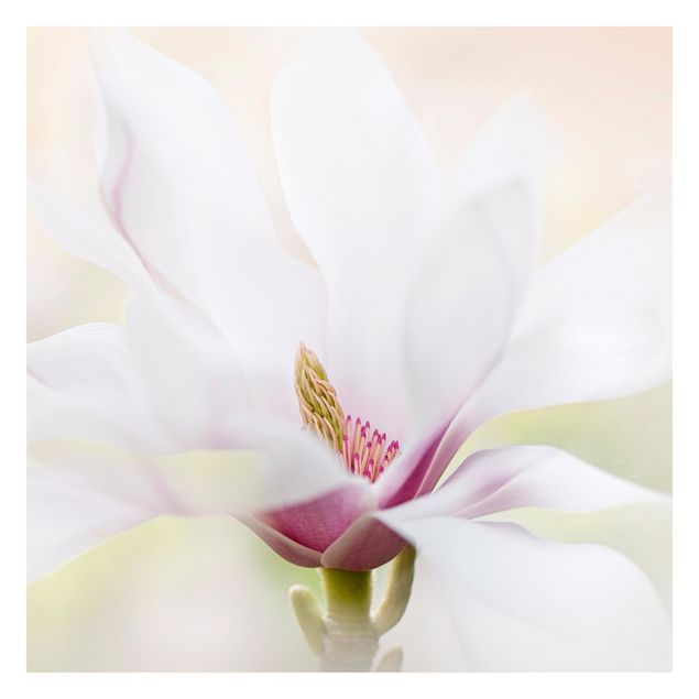 Carta da parati Delicato fiore di magnolia