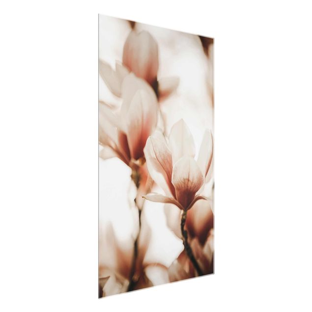 Quadro rosa Delicati fiori di magnolia in un gioco di luci e ombre