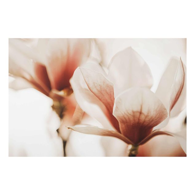 Quadri Monika Strigel Delicati fiori di magnolia in un gioco di luci e ombre