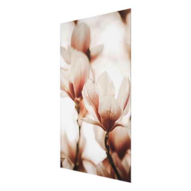 Quadri Delicati fiori di magnolia in un gioco di luci e ombre