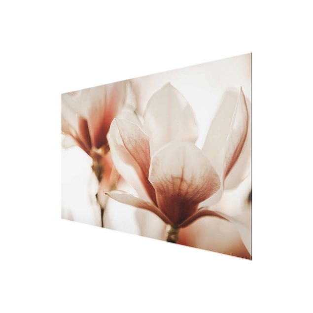 Quadri Delicati fiori di magnolia in un gioco di luci e ombre