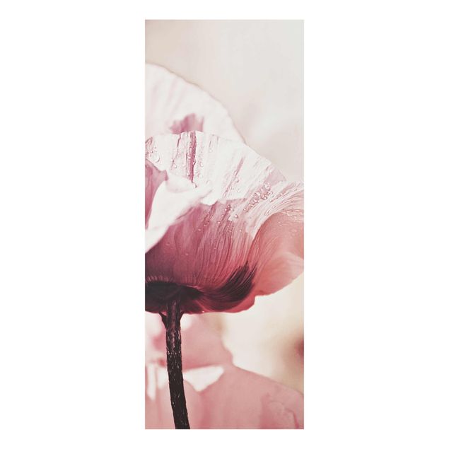 Quadri con fiori Fiore di papavero rosa pallido con gocce d'acqua