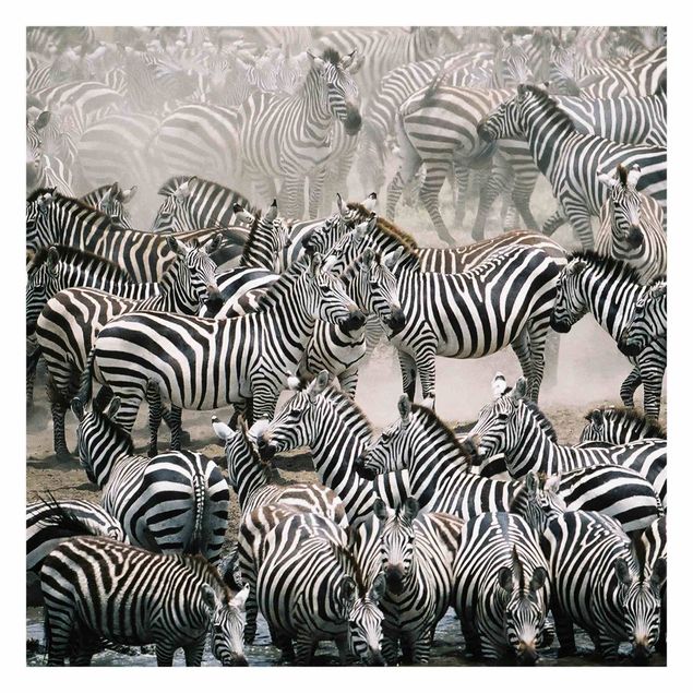 Carta da parati con animali Branco di zebre