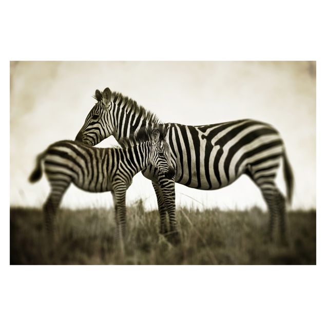 Carte da parati animali Coppia di zebre