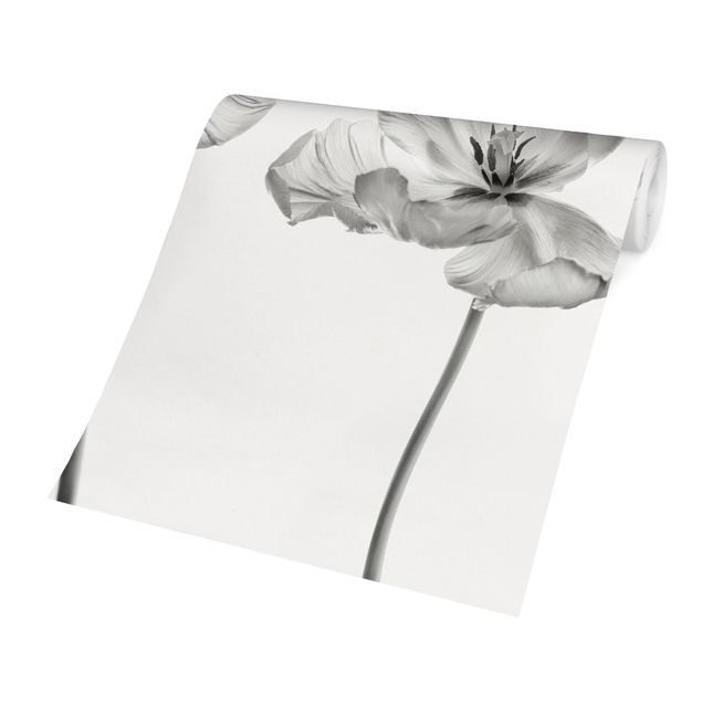 Carta da parati bianca e nera  Due delicati tulipani bianchi