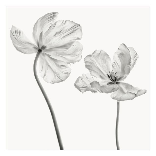 Carta da parati Due delicati tulipani bianchi