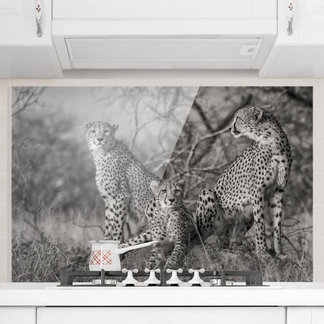 Paraschizzi con animali Tre ghepardi