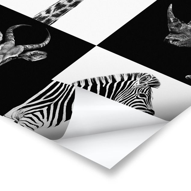 Poster bianco e nero Quartetto di safari