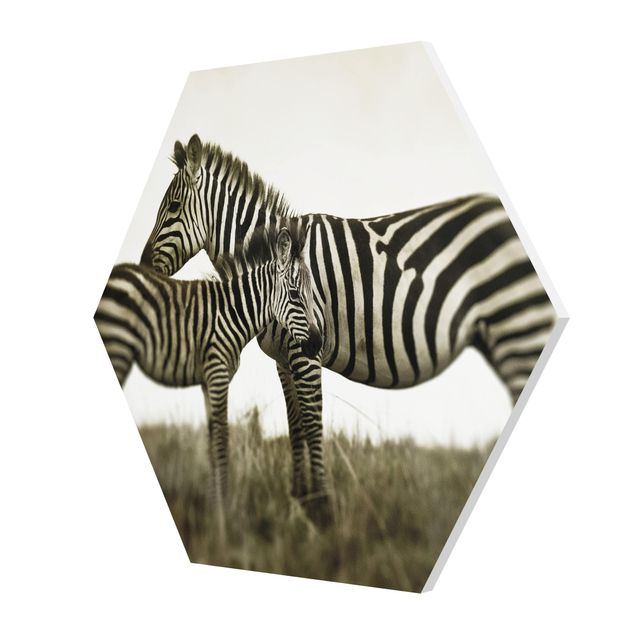Stampe Coppia di zebre