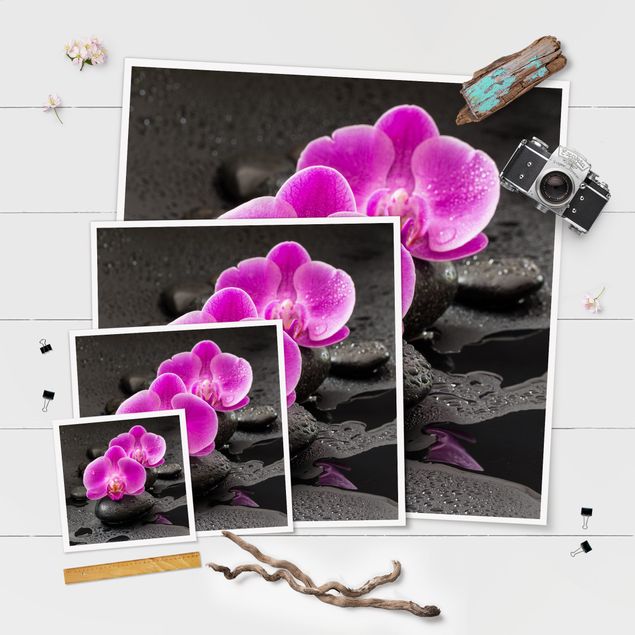 Poster - Pink Orchid Fiori Sulle Pietre Con Le Gocce - Quadrato 1:1