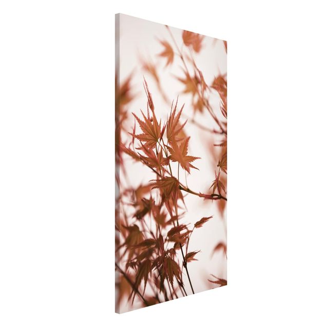 Lavagne magnetiche con fiori Foglie di acero nel sole autunnale