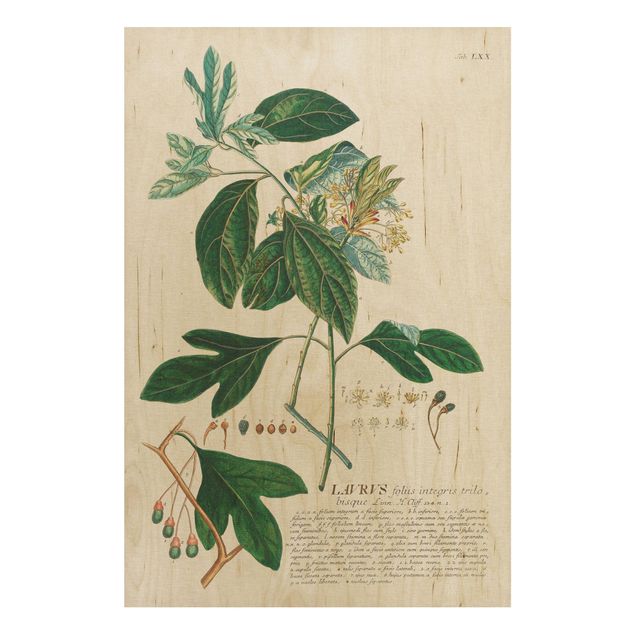 Quadri in legno con fiori Illustrazione botanica vintage Alloro