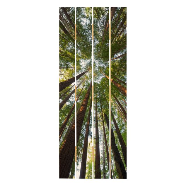 Quadri in legno Cime di Sequoia