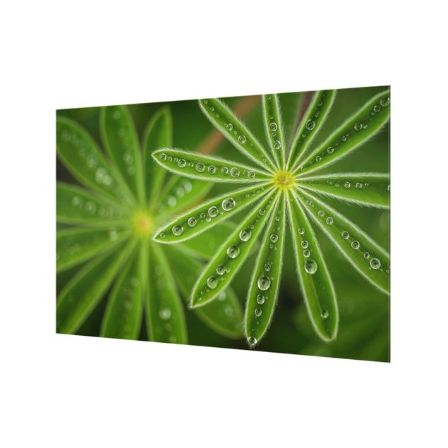 Paraschizzi in vetro - Morning Dew On Lupine Leaves