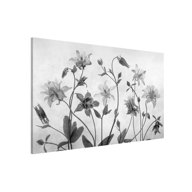Lavagne magnetiche con fiori Aquilegia di bosco in bianco e nero