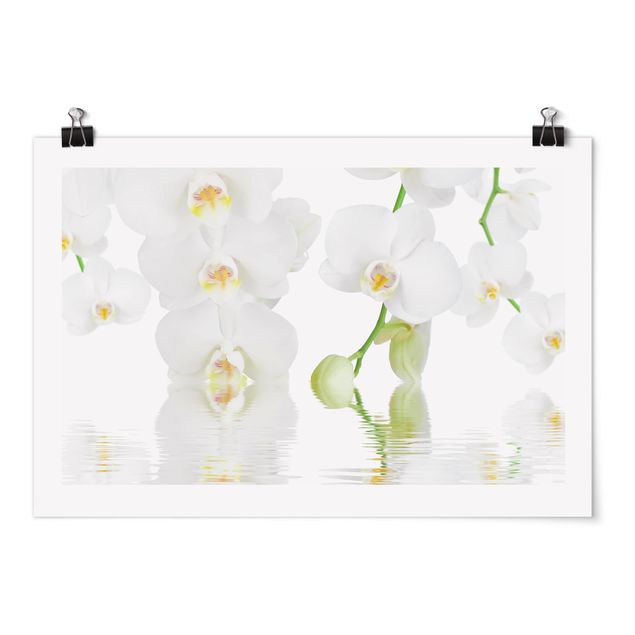 Quadro floreale Orchidea Spa - Orchidea bianca