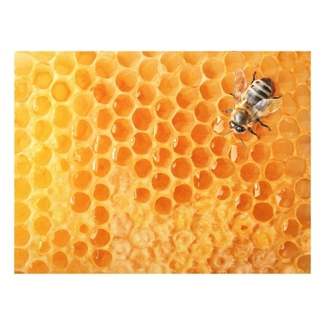 Paraschizzi cucina vetro Honey Bee