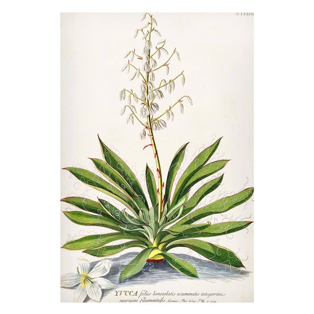 Lavagne magnetiche con fiori Illustrazione botanica vintage Yucca