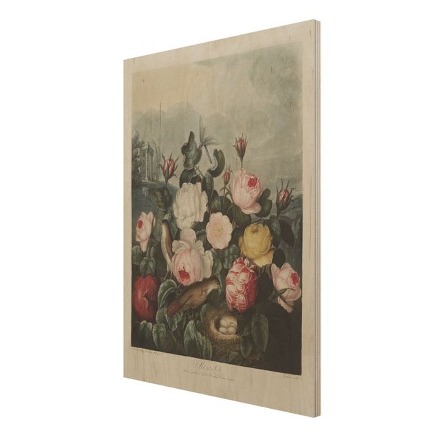 Stampe Illustrazione botanica vintage di rose