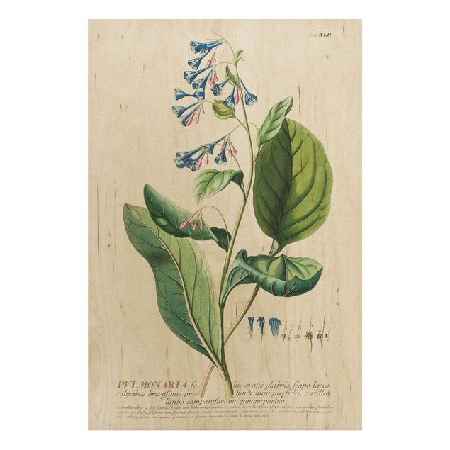 Quadri in legno con fiori Illustrazione botanica vintage Pulmonaria