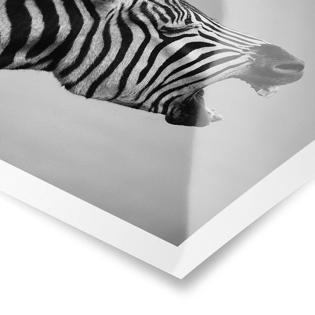 Poster in bianco e nero Zebra ruggente ll