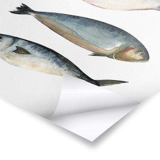 Stampe poster Quattro pesci nell'acquerello II