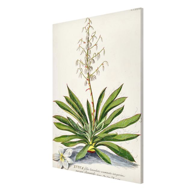 Quadri con fiori Illustrazione botanica vintage Yucca
