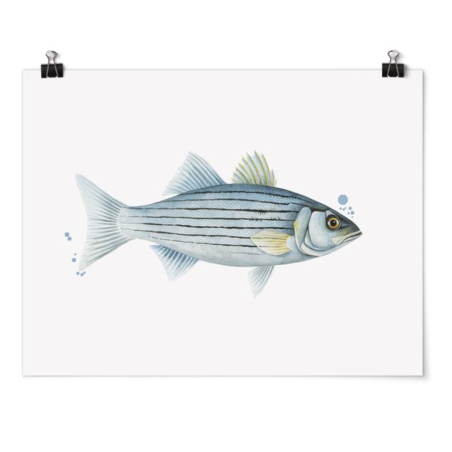 Poster animali Pesca a colori - Persico bianco