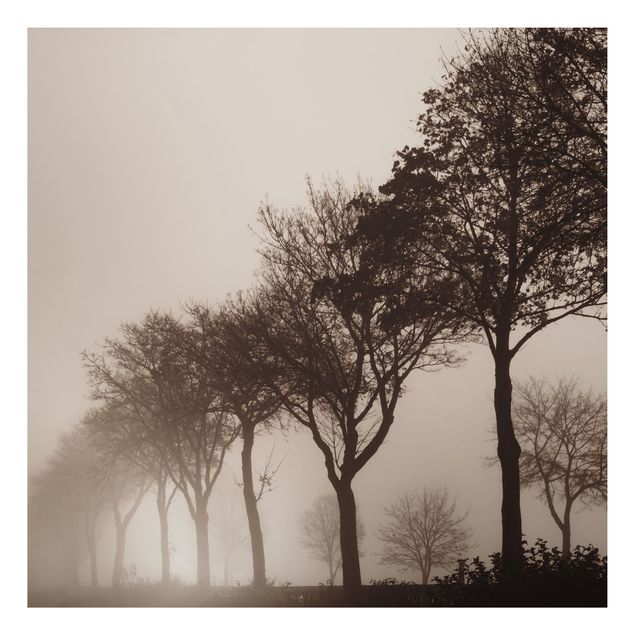 Quadro alberi Albero Avanue nella nebbia mattutina