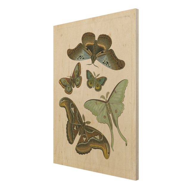 Quadri su legno Illustrazione vintage Farfalle esotiche II