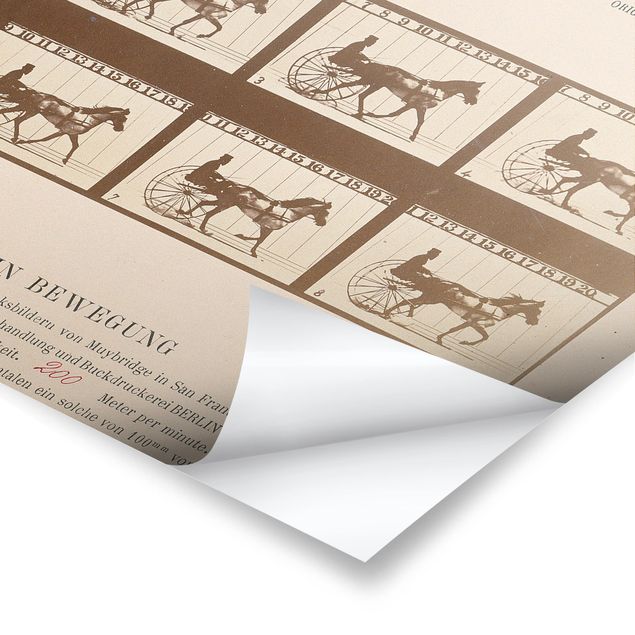 Quadri stampe Eadweard Muybridge - Il cavallo in movimento