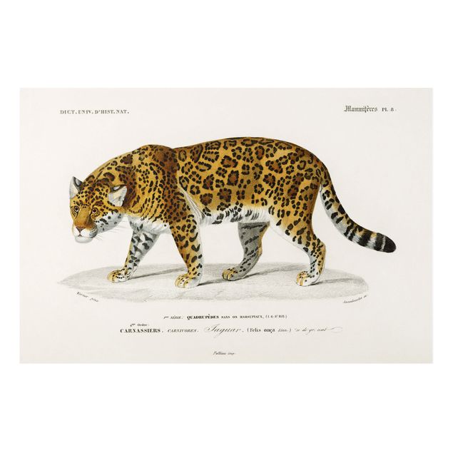 Quadro con tigre Bacheca Vintage Giaguaro