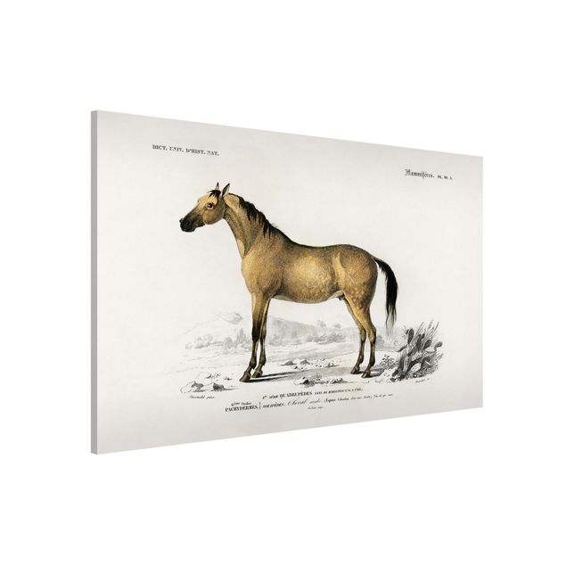 Quadro cavalli Bacheca Vintage Cavallo