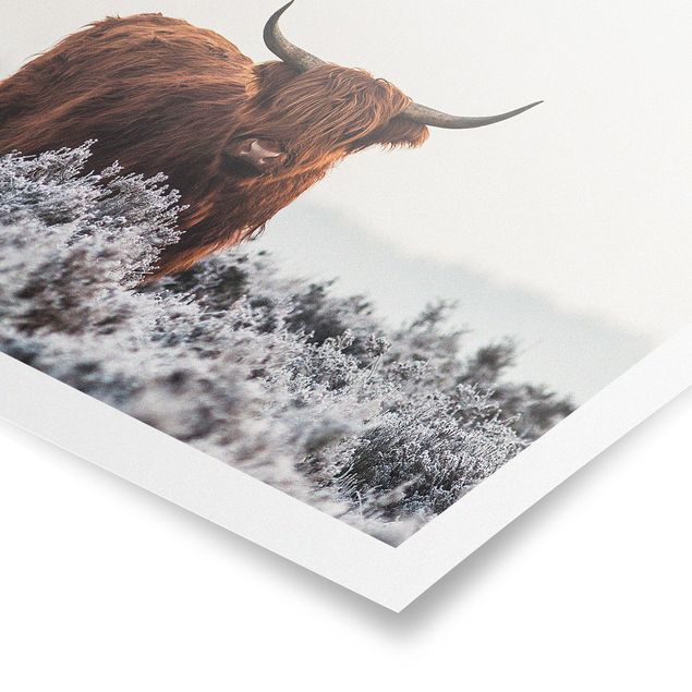 Poster Bisonte nelle Highlands