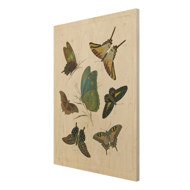 Quadri su legno Illustrazione vintage Farfalle esotiche