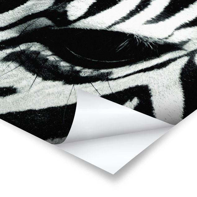 Poster bianco nero zebra