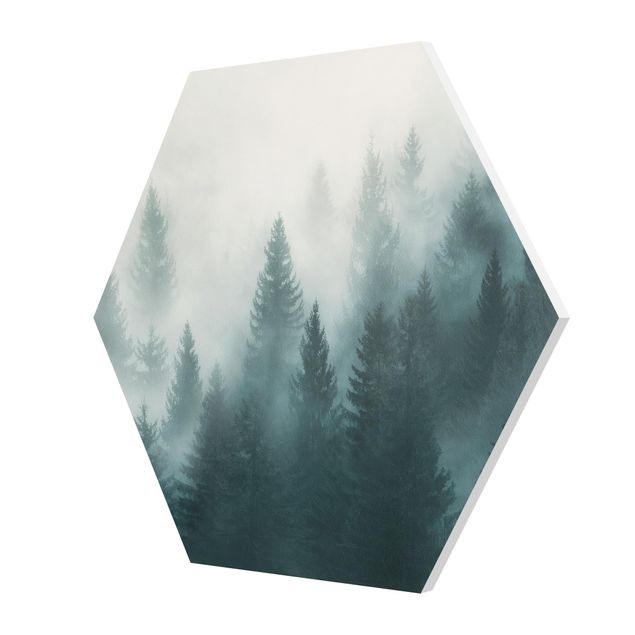 Stampe forex Foresta di conifere nella nebbia