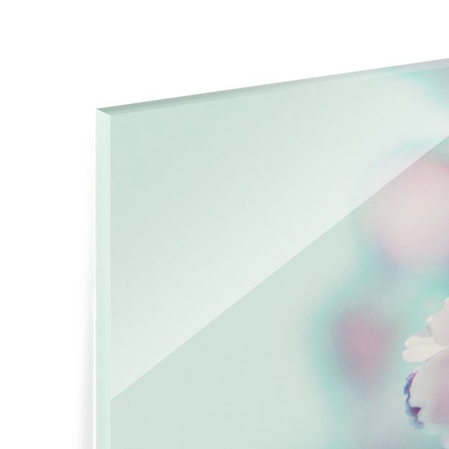 Paraschizzi in vetro - Fiori di ciliegio colorati - Panorama 5:2