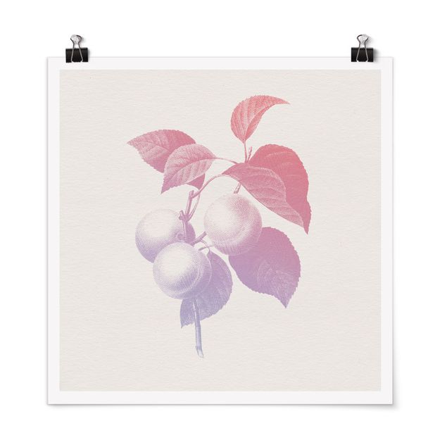 Quadri rosa Botanica moderna vintage - Pesca Rosa chiaro Viola