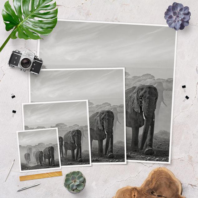 Poster bianco e nero Branco di elefanti
