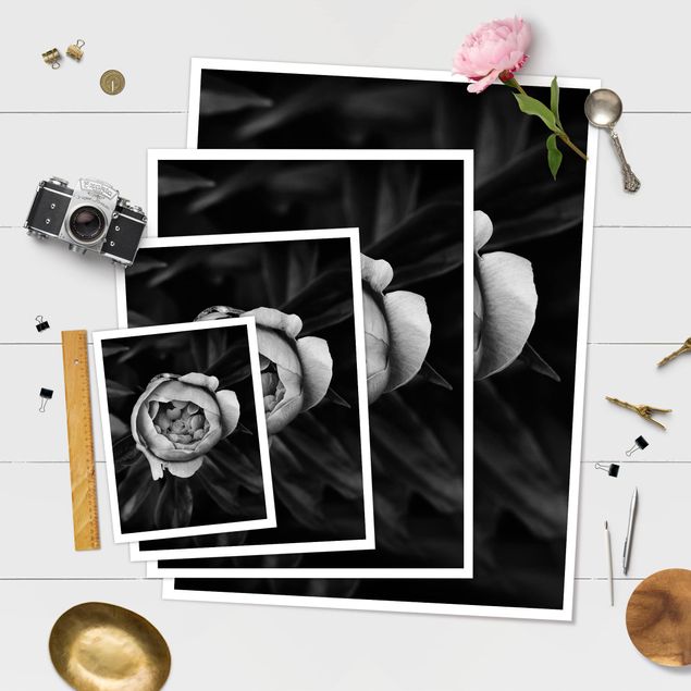 Poster - Peony fiore bianco frontale nero Foglie - Verticale 4:3
