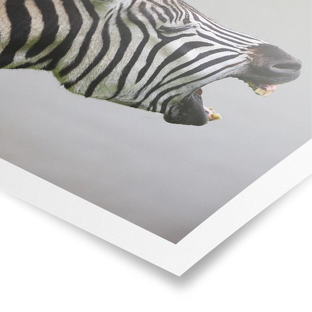 Poster con animali Zebra ruggente