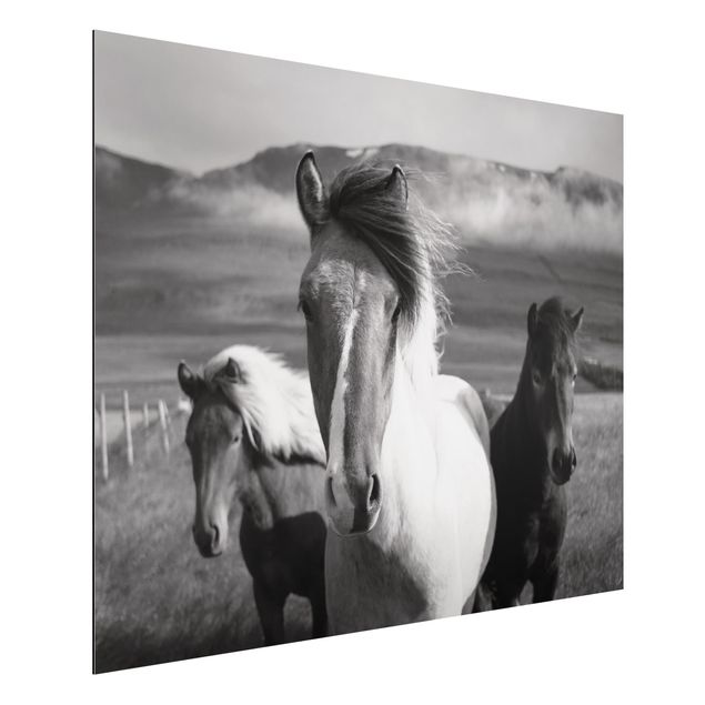 Quadro cavallo Cavalli selvaggi in bianco e nero